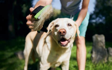 Persona che spazzola un Labrador bianco