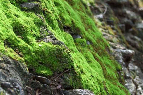 Muschio che cresce su una roccia umida