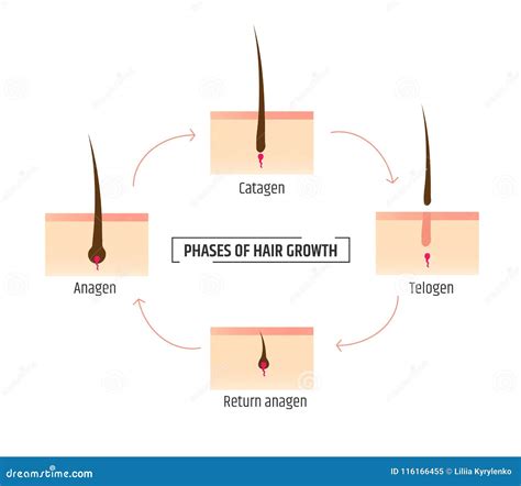 Diagramma fasi crescita capelli
