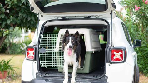 Cane che viaggia comodamente in un trasportino sicuro posizionato nel bagagliaio di un'auto familiare