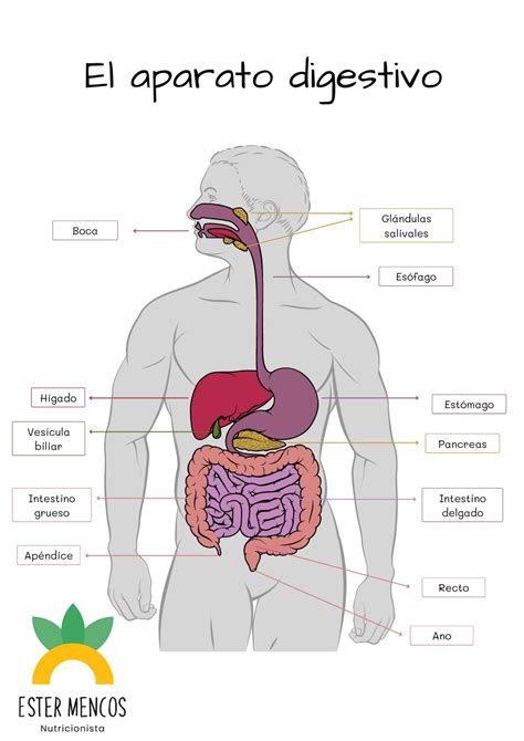 illustrazione anatomica semplificata del sistema digestivo del neonato durante la poppata