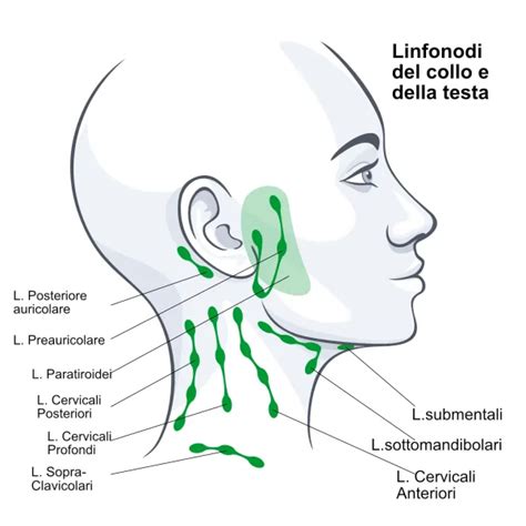 Diagramma dei linfonodi del corpo umano