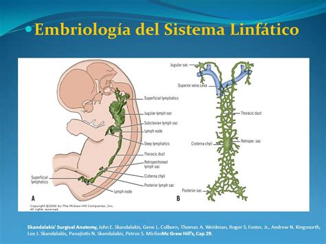 Embriologia del sistema linfatico