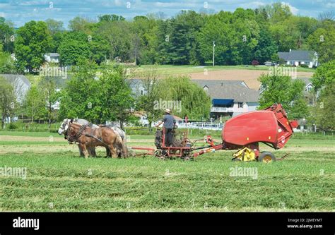 Un uomo Amish al lavoro in un campo con un trattore trainato da cavalli