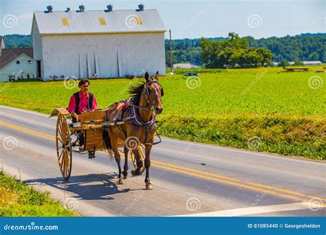 Un carretto Amish (buggy) che percorre una strada rurale