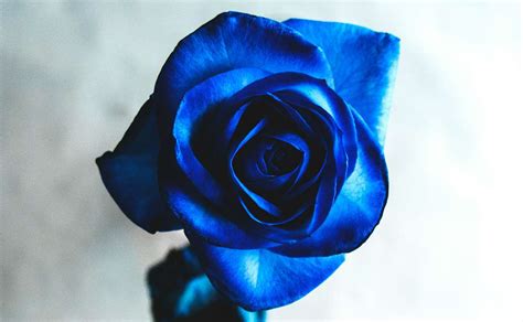 Rappresentazione artistica di una rosa blu in un contesto di mistero
