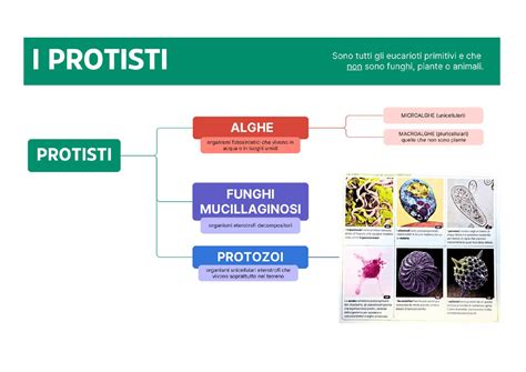 mappa concettuale dei benefici fisici e psicologici del babywearing