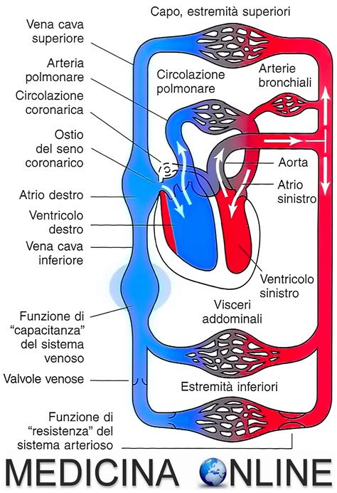 rappresentazione schematica della circolazione sanguigna e dell'ossigenazione muscolare