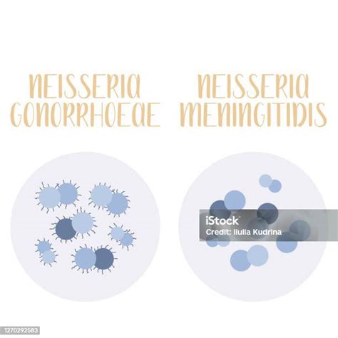 Illustrazione stilizzata di batteri Neisseria meningitidis