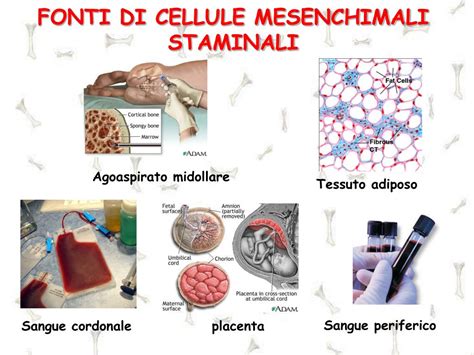 rappresentazione schematica di cellule staminali mesenchimali in crioconservazione