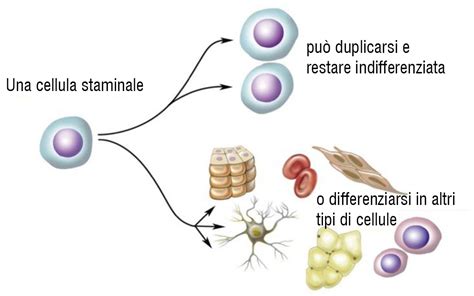 diagramma esplicativo del potenziale di differenziazione delle cellule staminali mesenchimali