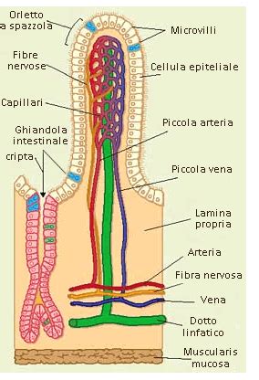 Struttura dei villi coriali