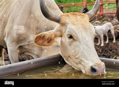 vitello che beve latte da una mangiatoia automatica