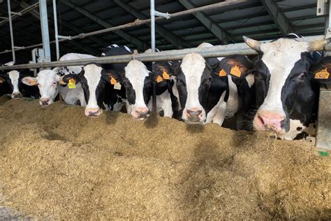 manze giovani in una stalla moderna con cuccette