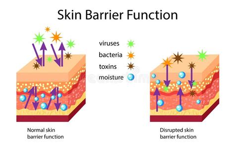illustrazione scientifica di una barriera cutanea sana e protetta