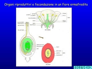 Diagramma anatomico femminile con evidenziati organi riproduttivi e pelvici