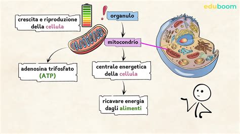 schema del processo di fusione cellulare tra una cellula di topo e una umana mediato da virus Sendai