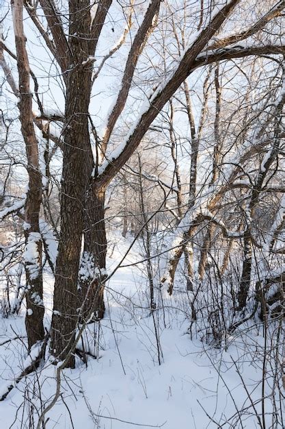 Paesaggio invernale con alberi spogli e fiocchi di neve