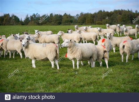 Selezione di animali da un gregge