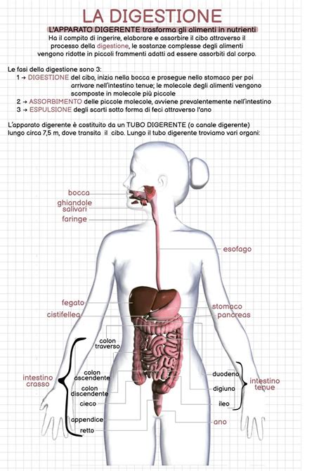 illustrazione anatomica dell'apparato digerente femminile e i cambiamenti durante la gestazione