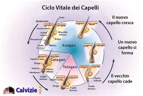 Diagramma del ciclo di vita del capello (crescita, riposo, caduta)