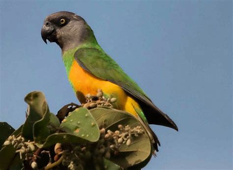 Pappagallo del Senegal su un ramo in ambiente naturale