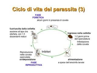 illustrazione del ciclo di vita del parassita nell'ambiente domestico
