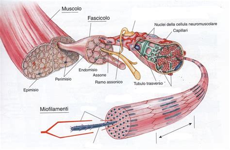 Meccanismo neurologico e muscolare dell'eiaculazione maschile