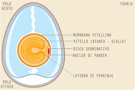 rappresentazione schematica delle briglie amniotiche nel sacco gestazionale