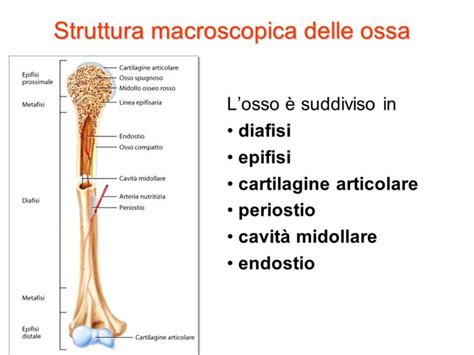 illustrazione macroscopica della struttura cutanea delicata di un neonato a confronto con quella adulta