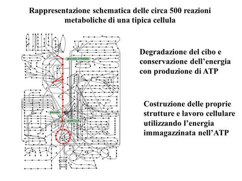 Mappa schematica delle localizzazioni placentari