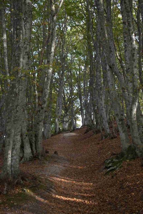 Sentiero nel bosco di faggi a Pian della Faggeta