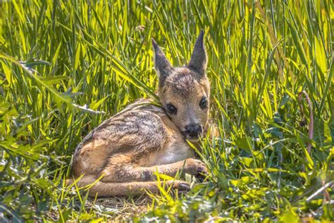 Cucciolo di capriolo nascosto tra la vegetazione