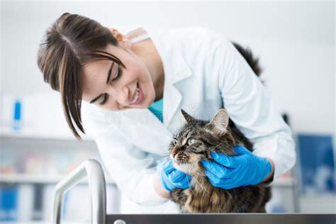 Veterinario che esamina la pelle di un gatto