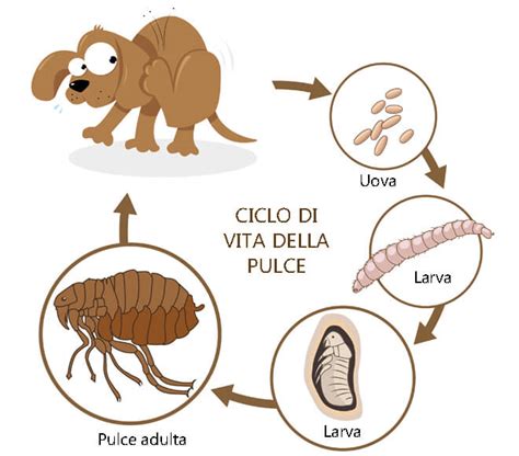 Ciclo di vita delle pulci: uova, larve, pupe, adulto