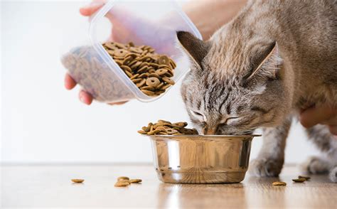 Gatto che mangia crocchette specifiche per la pelle