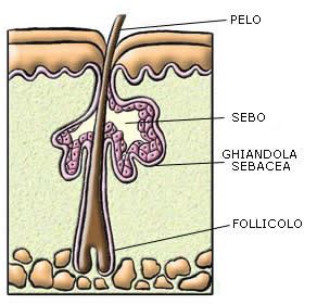 diagramma semplificato delle ghiandole sebacee e del follicolo pilifero