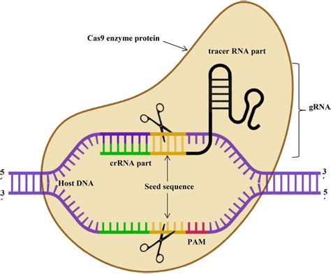 Schema di funzionamento del sistema CRISPR/Cas9