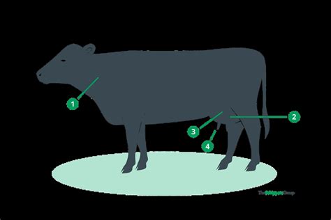 Bovina in fase di varo con mammelle gonfie