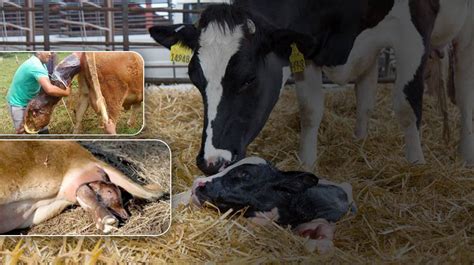 Attrezzo per l'assistenza al parto bovino