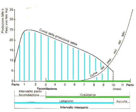 Diagramma del ciclo riproduttivo e di lattazione della bovina da latte