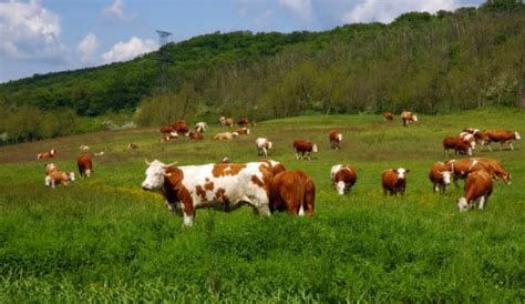Immagine simbolica di un allevamento estensivo