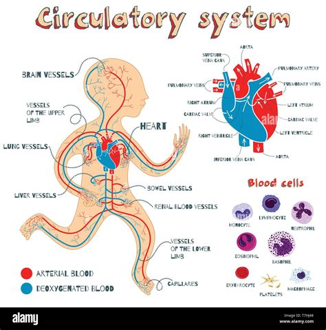 Illustrazione del sistema circolatorio di un neonato con le principali arterie