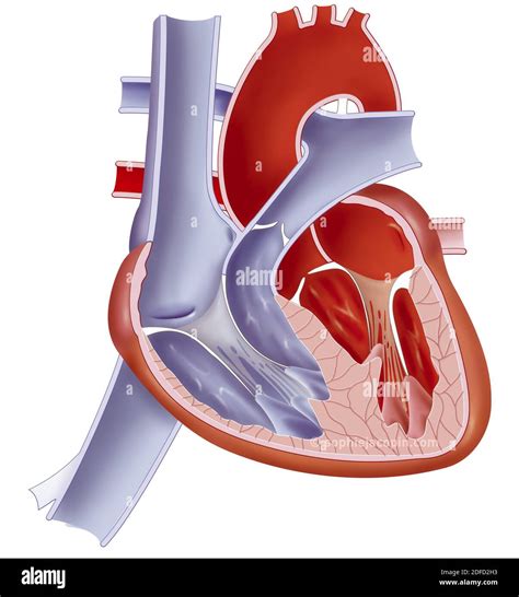 Fonendoscopio sull'apice del cuore di un neonato