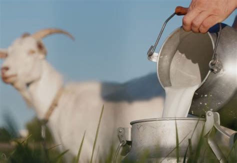 confronto visivo tra latte di capra e mucca in un contesto di agricoltura biologica