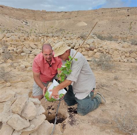 Vigneto nel deserto del Negev