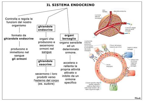 schema dell'asse endocrino feto-placentare