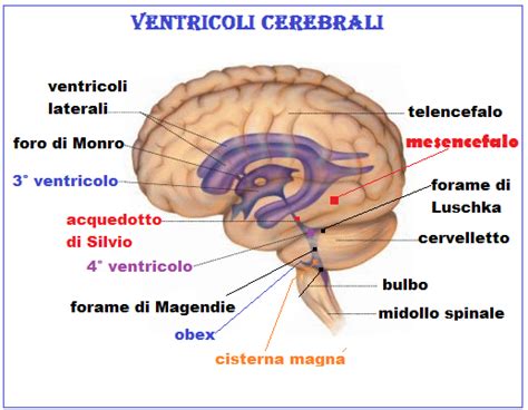 rappresentazione schematica dell'anatomia cerebrale fetale e misurazione dei ventricoli laterali