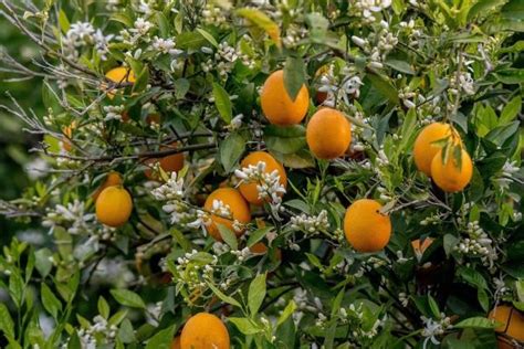 Albero di arancio amaro in fiore