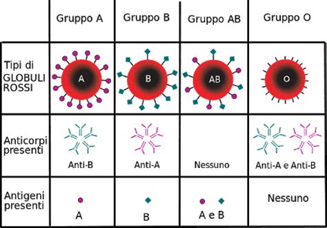 Globuli Rossi con Antigeni